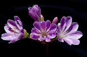 Lewisia cotyledon - Siskiyou Lewisia